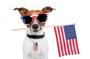 Patriotic dog